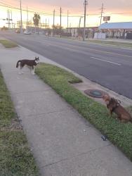 Found/Stray Unknown Dog last seen Ayers and Gollihar, Corpus Christi, TX 78415