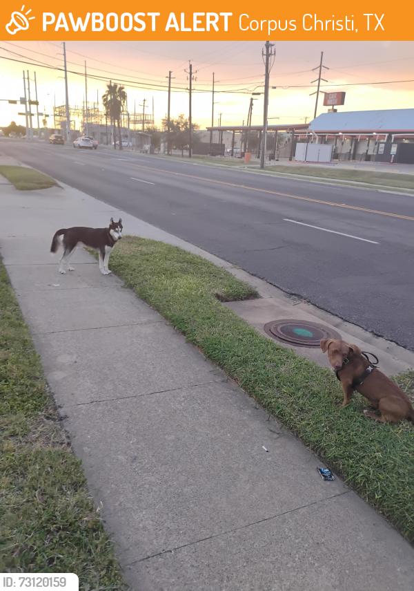 Found/Stray Unknown Dog last seen Ayers and Gollihar, Corpus Christi, TX 78415