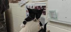 Shelter Stray Male Cat last seen Near BLOCK CAMINO SOLANO, 100 Caja Del Rio Rd, Santa Fe, NM 87507, USA