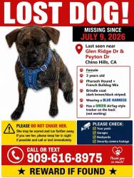 Lost Female Dog last seen Glen ridge Dr and peyton, Chino Hills, CA 91709