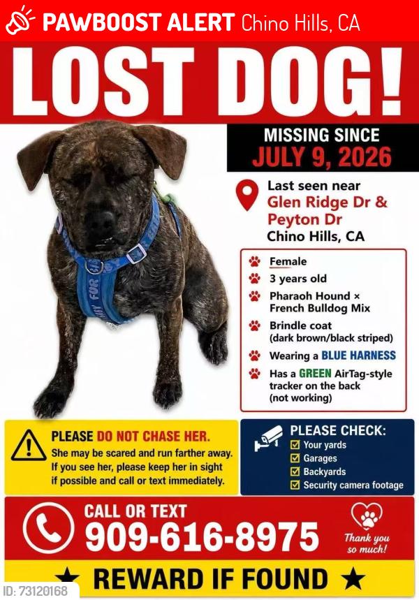 Lost Female Dog last seen Glen ridge Dr and peyton, Chino Hills, CA 91709