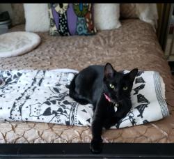 Reunited Female Cat last seen Near & 437 SW 4th Ave, Marshall Pointe block near New River, Fort Lauderdale, FL 33315