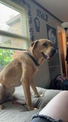 Reunited Male Dog last seen Northampton & Quarry Rd, South Euclid, OH 44121