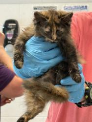 Shelter Stray Female Cat last seen BURLINGTON AC, 221 Stone Quarry Rd, Burlington, NC 27217, USA