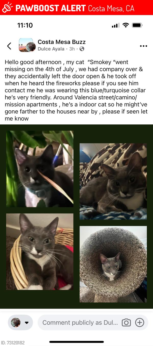 Lost Male Cat last seen Valencia / MISSON/ el Camino / La salle, Costa Mesa, CA 92626
