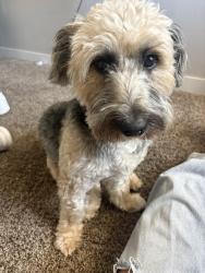 Lost Female Dog last seen Fort. Lowell and alvernon, Tucson, AZ 85712