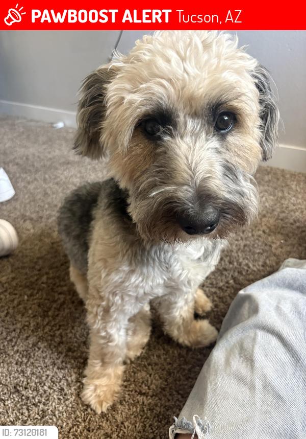 Lost Female Dog last seen Fort. Lowell and alvernon, Tucson, AZ 85712