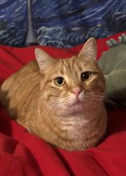 Reunited Female Cat last seen William F Hayden Park, West Virginia Dr, Lakewood, CO 80228