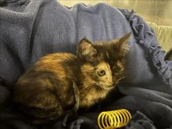 Shelter Stray Female Cat last seen , West Valley Animal Shelter, 20655 Plummer St, Chatsworth, CA 91311, USA