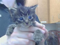 Shelter Stray Male Cat last seen G ST/16TH ST, 95673, 3839 Bradshaw Rd, Sacramento, CA 95827, USA