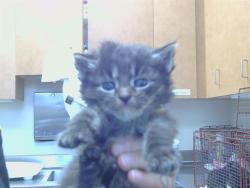 Shelter Stray Male Cat last seen G ST/16TH ST, 95673, 3839 Bradshaw Rd, Sacramento, CA 95827, USA