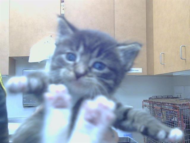 Shelter Stray Male Cat last seen G ST/16TH ST, 95673, 3839 Bradshaw Rd, Sacramento, CA 95827, USA