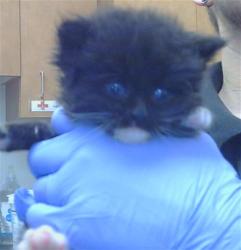 Shelter Stray Male Cat last seen G ST/16TH ST, 95673, 3839 Bradshaw Rd, Sacramento, CA 95827, USA