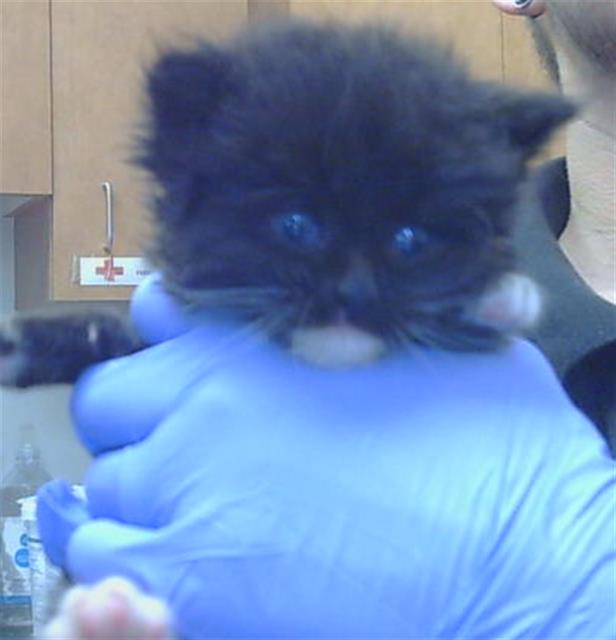Shelter Stray Male Cat last seen G ST/16TH ST, 95673, 3839 Bradshaw Rd, Sacramento, CA 95827, USA