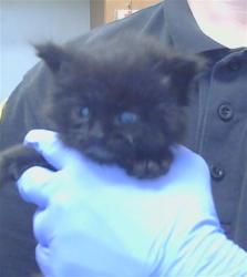 Shelter Stray Male Cat last seen G ST/16TH ST, 95673, 3839 Bradshaw Rd, Sacramento, CA 95827, USA