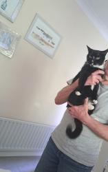 Reunited Male Cat last seen Train station Northfield, West Midlands, England B31 2QG