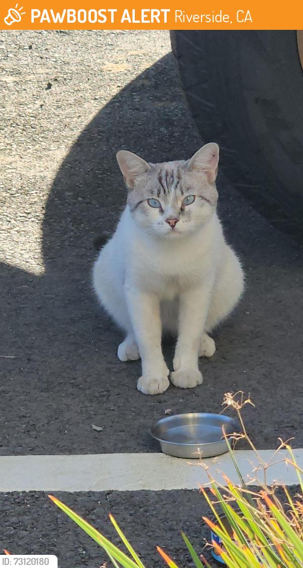 Found/Stray Unknown Cat last seen La Cadena Dr. And Orange St., Riverside, CA 92501
