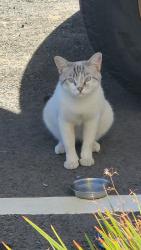 Found/Stray Unknown Cat last seen La Cadena Dr. And Orange St., Riverside, CA 92501