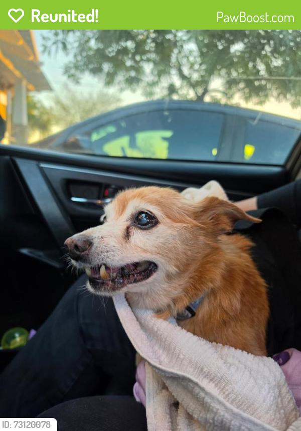 Reunited Male Dog last seen Terra vista parkway and Spruce, Rancho Cucamonga, CA 91730