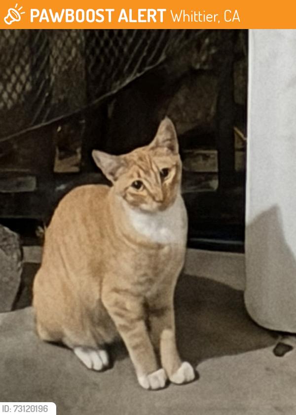 Found/Stray Unknown Cat last seen Near leffingwell rd Whittier CA 90604, Whittier, CA 90604