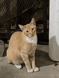 Found/Stray Unknown Cat last seen Near leffingwell rd Whittier CA 90604, Whittier, CA 90604