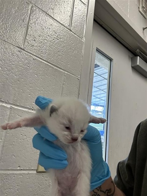 Shelter Stray Female Cat last seen , 2127 Front St, Sacramento, CA 95818, USA