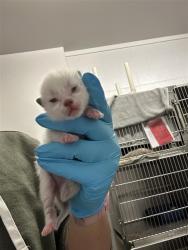 Shelter Stray Male Cat last seen , 2127 Front St, Sacramento, CA 95818, USA