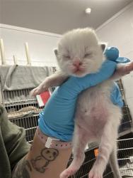 Shelter Stray Female Cat last seen , 2127 Front St, Sacramento, CA 95818, USA
