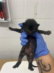 Shelter Stray Male Cat last seen , 2127 Front St, Sacramento, CA 95818, USA