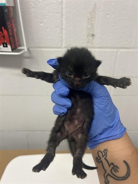 Shelter Stray Male Cat last seen , 2127 Front St, Sacramento, CA 95818, USA