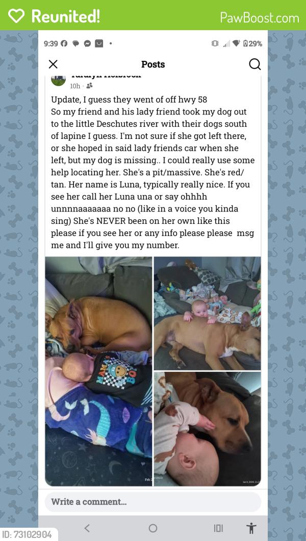 Reunited Female Dog last seen Hwy 58 and little Deschutes River, Pleasant Hill, OR 97455