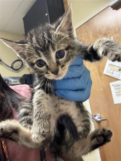 Shelter Stray Male Cat last seen MCMAHON DR & 62ND ST, 2127 Front St, Sacramento, CA 95818, USA
