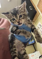 Shelter Stray Male Cat last seen MCMAHON DR & 62ND ST, 2127 Front St, Sacramento, CA 95818, USA