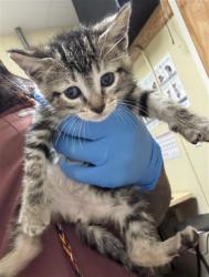 Shelter Stray Female Cat last seen MCMAHON DR & 62ND ST, 2127 Front St, Sacramento, CA 95818, USA