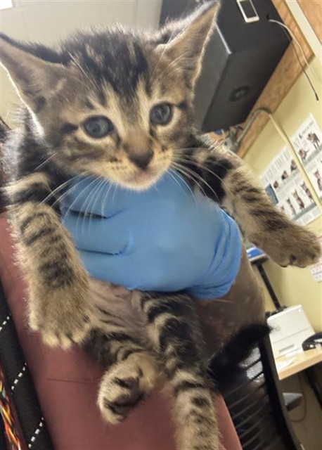Shelter Stray Male Cat last seen MCMAHON DR & 62ND ST, 2127 Front St, Sacramento, CA 95818, USA