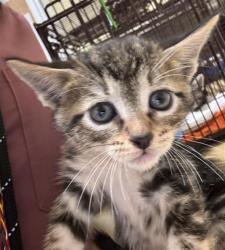 Shelter Stray Female Cat last seen MCMAHON DR & 62ND ST, 2127 Front St, Sacramento, CA 95818, USA