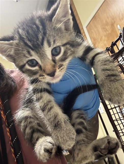Shelter Stray Male Cat last seen MCMAHON DR & 62ND ST, 2127 Front St, Sacramento, CA 95818, USA