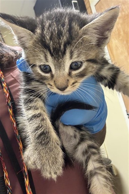 Shelter Stray Male Cat last seen , 2127 Front St, Sacramento, CA 95818, USA