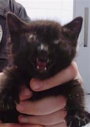 Shelter Stray Male Cat last seen CHARLOTTE, 8315 Byrum Dr, Charlotte, NC 28217, USA