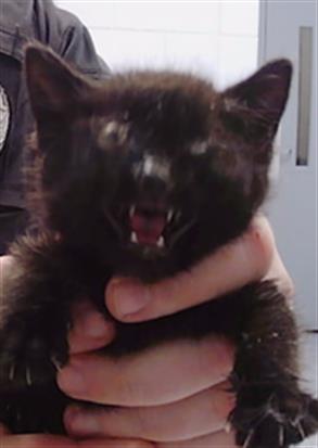 Shelter Stray Male Cat last seen CHARLOTTE, 8315 Byrum Dr, Charlotte, NC 28217, USA