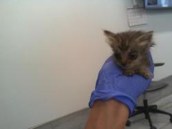 Shelter Stray Female Cat last seen CHARLOTTE, 8315 Byrum Dr, Charlotte, NC 28217, USA