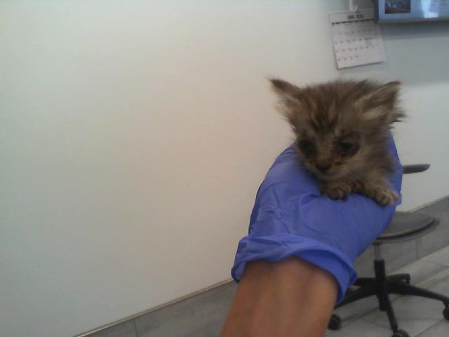 Shelter Stray Female Cat last seen CHARLOTTE, 8315 Byrum Dr, Charlotte, NC 28217, USA