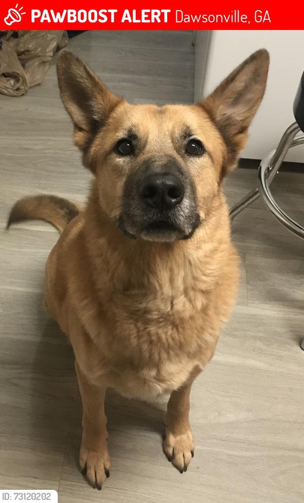 Lost Male Dog last seen Buddy burt rd, Dawsonville, GA 30534