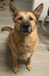 Lost Male Dog last seen Buddy burt rd, Dawsonville, GA 30534
