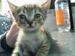 Shelter Stray Female Cat last seen CHARLOTTE, 8315 Byrum Dr, Charlotte, NC 28217, USA