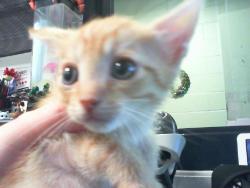 Shelter Stray Male Cat last seen CHARLOTTE, 8315 Byrum Dr, Charlotte, NC 28217, USA