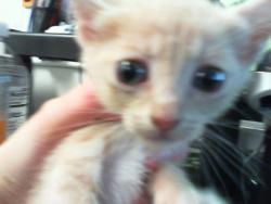 Shelter Stray Female Cat last seen CHARLOTTE, 8315 Byrum Dr, Charlotte, NC 28217, USA