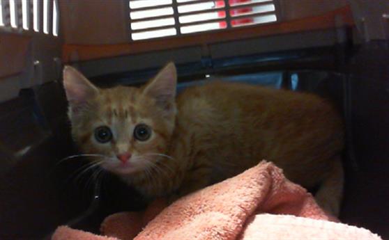 Shelter Stray Female Cat last seen CHARLOTTE, 8315 Byrum Dr, Charlotte, NC 28217, USA