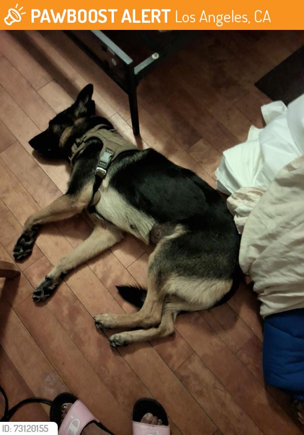 Found/Stray Female Dog last seen 48th and van ness, Los Angeles, CA 90062