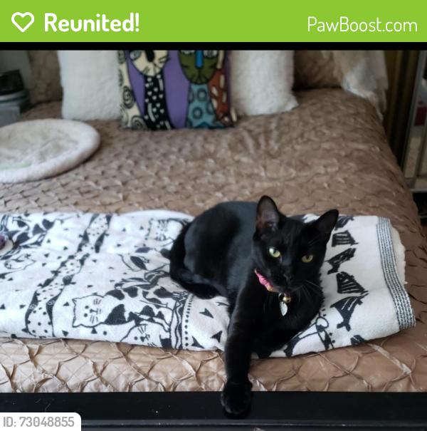 Reunited Female Cat last seen Near & 437 SW 4th Ave, Marshall Pointe block near New River, Fort Lauderdale, FL 33315